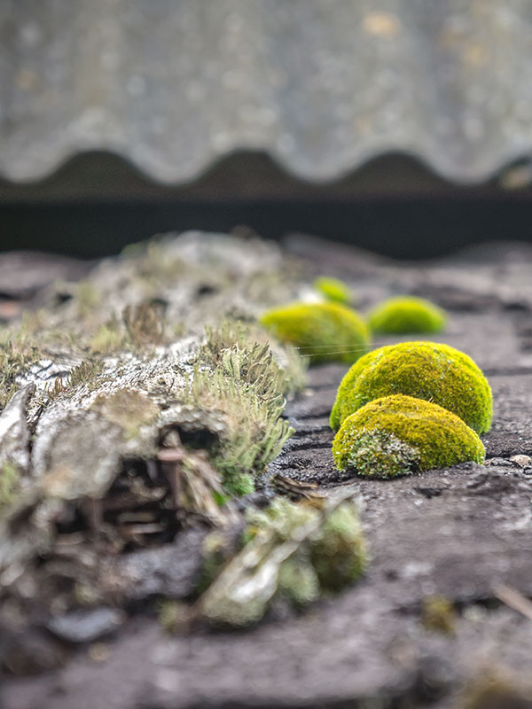 Produit fongicide toiture contre les algues, lichens et dépôts verts :  FORMULE ULTRA CONCENTRE TOITURE